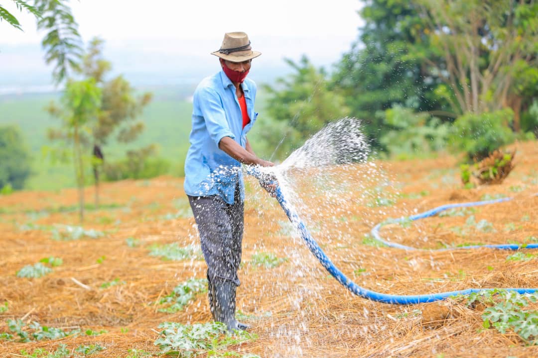 About 300 hectares under solar-powered irrigation that is cost-effective and environmental-friendly.