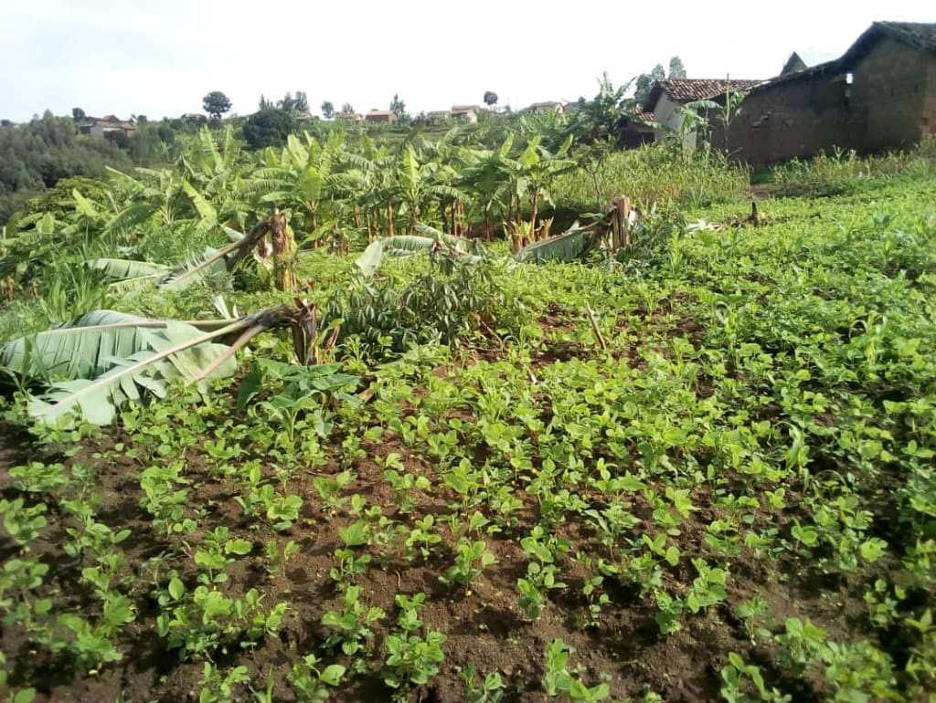 A genocide survivoru2019s banana plantations that were cut down by suspects of genocide ideology  in Nyagasozi village, Buhoro cell in Ruhango sector ,Ruhango District on 7 April 2020. / Courtesy
