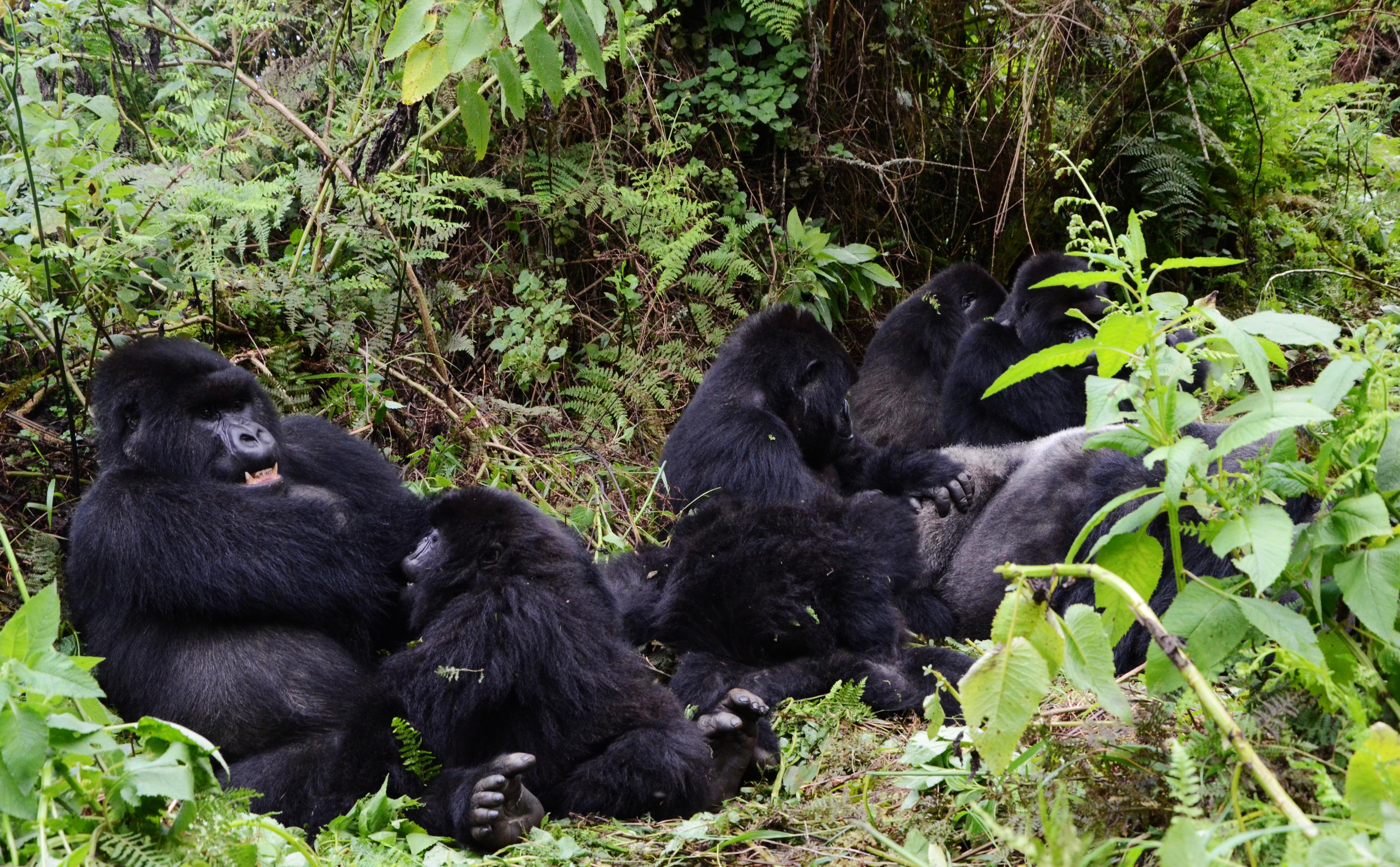 Rwanda mountain gorillas in Volcanoes National Park in the north of Rwanda. Rwanda has embarked on a project to expand the Volcanoes National Park which is expected to cost $255 million. 