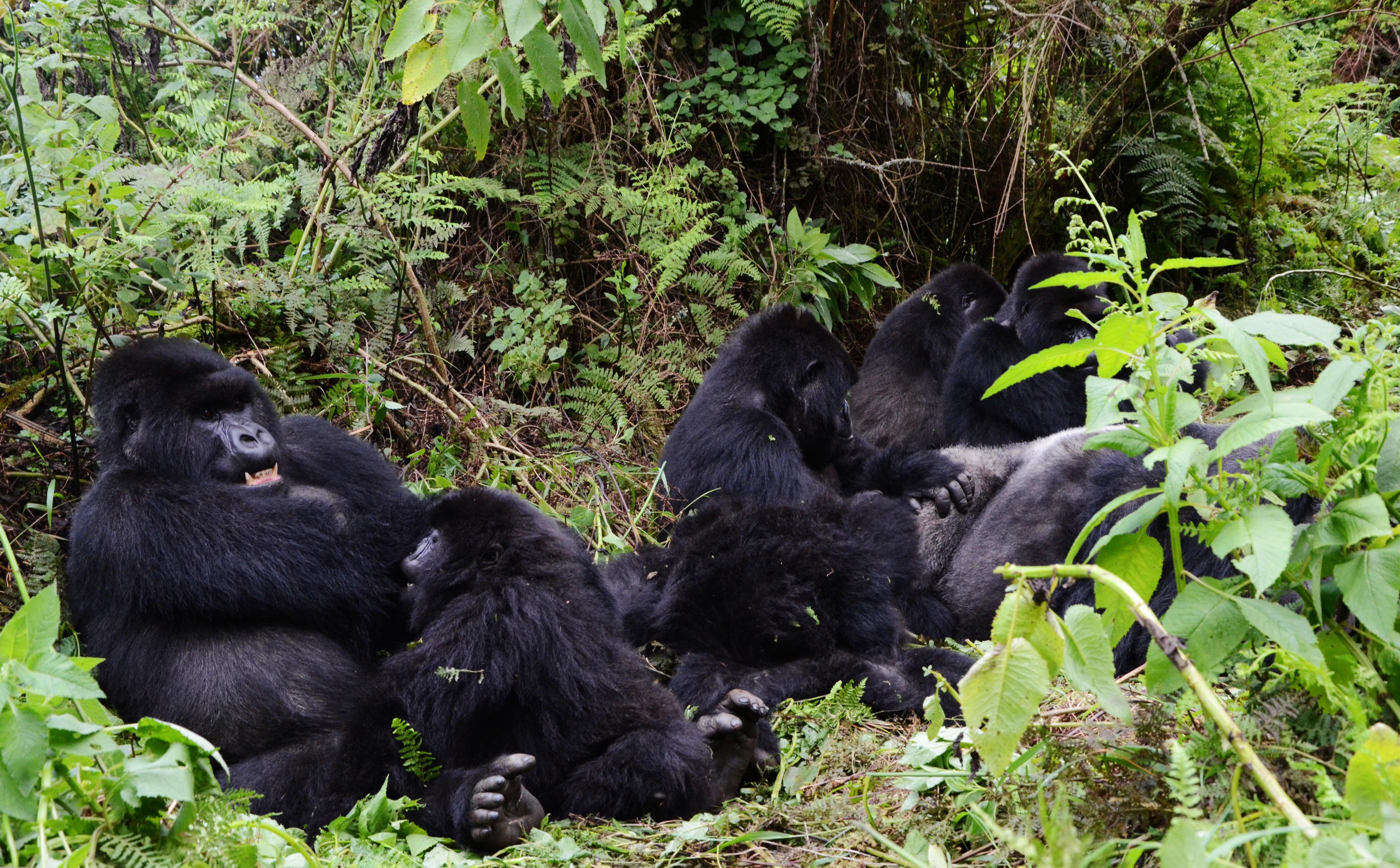 Rwanda mountain gorillas in Volcanoes National Park in the north of Rwanda. Rwanda has embarked on a project to expand the Volcanoes National Park which is expected to cost $255 million. Rwanda mountain gorillas in Volcanoes National Park in the north of Rwanda. Rwanda has embarked on a project to expand the Volcanoes National Park which is expected to cost $255 million.