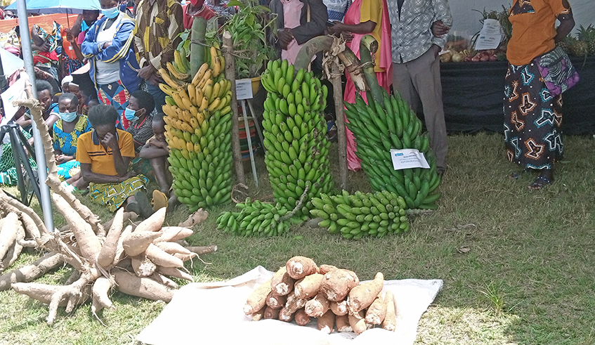 Members showcase produce from different crops including banana, pineapple, maize, beans, cassava, and fruits. All photos: Courtesy.