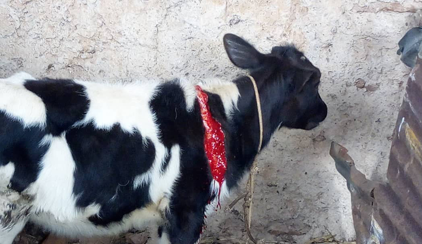 One of the cows that were wounded by suspects of Genocide ideology during the commemoration week in Kamonyi District. / Courtesy