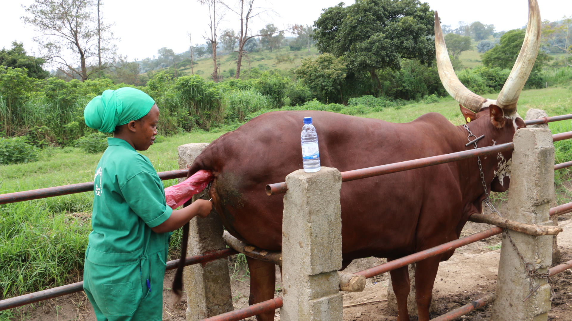 A veterinary treats a cow at former ISAR Rubona. Photo: File.