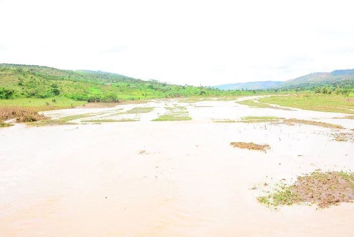 A view of the soybean plantations belonging to KOISORWA cooperative in Kayonza that was destroyed by floods, leaving the farmers counting losses. 