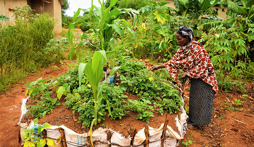 A woman harvesting fresh vegetables from a garden in Bugesera District on April 21, 2022 . 
