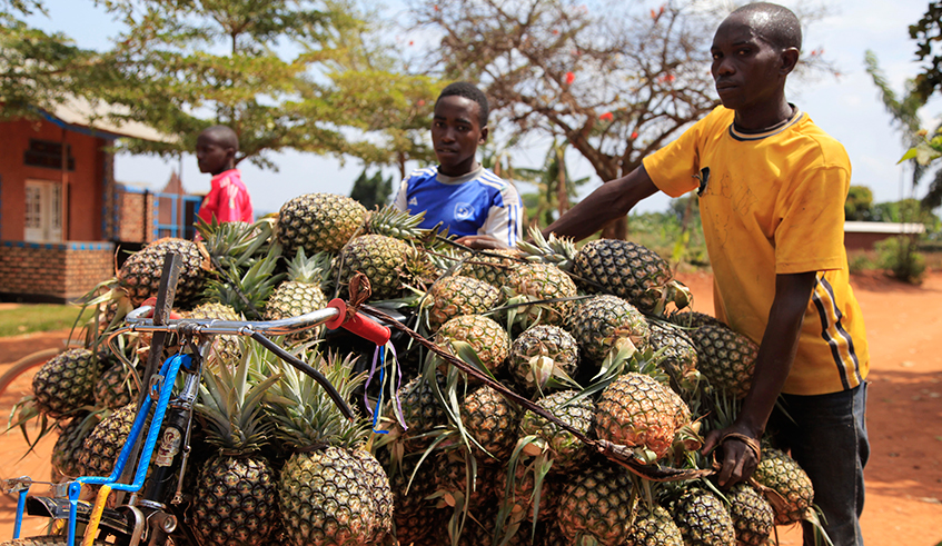 Youth carry fresh pineaples from Ngoma pinapple plantation in Eastern Province. At least 20,000 youth and 15,000 women will be engaged in value-added activities related to agriculture. Photo: Sam Ngendahimana.