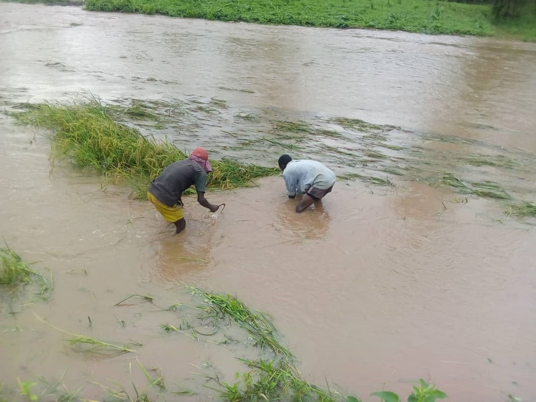 Farmers try to salvage some of their rice produce that had been washed away by floods in Nyagatare District in 2020. File