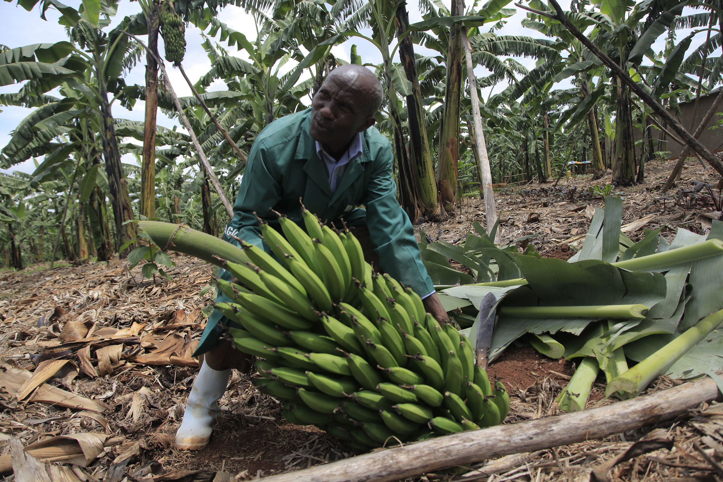 Farmer Evariste Mutibagirana harvests banana in his plantation in Karenge Sector in Rwamagana District. Photo: Sam Ngendahimana.
