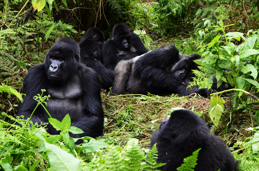 Mountain gorillas at Volcanoes National Park. Rwanda has achieved success in protecting and increasing the endangered mountain gorilla population and conserving its habitat. 