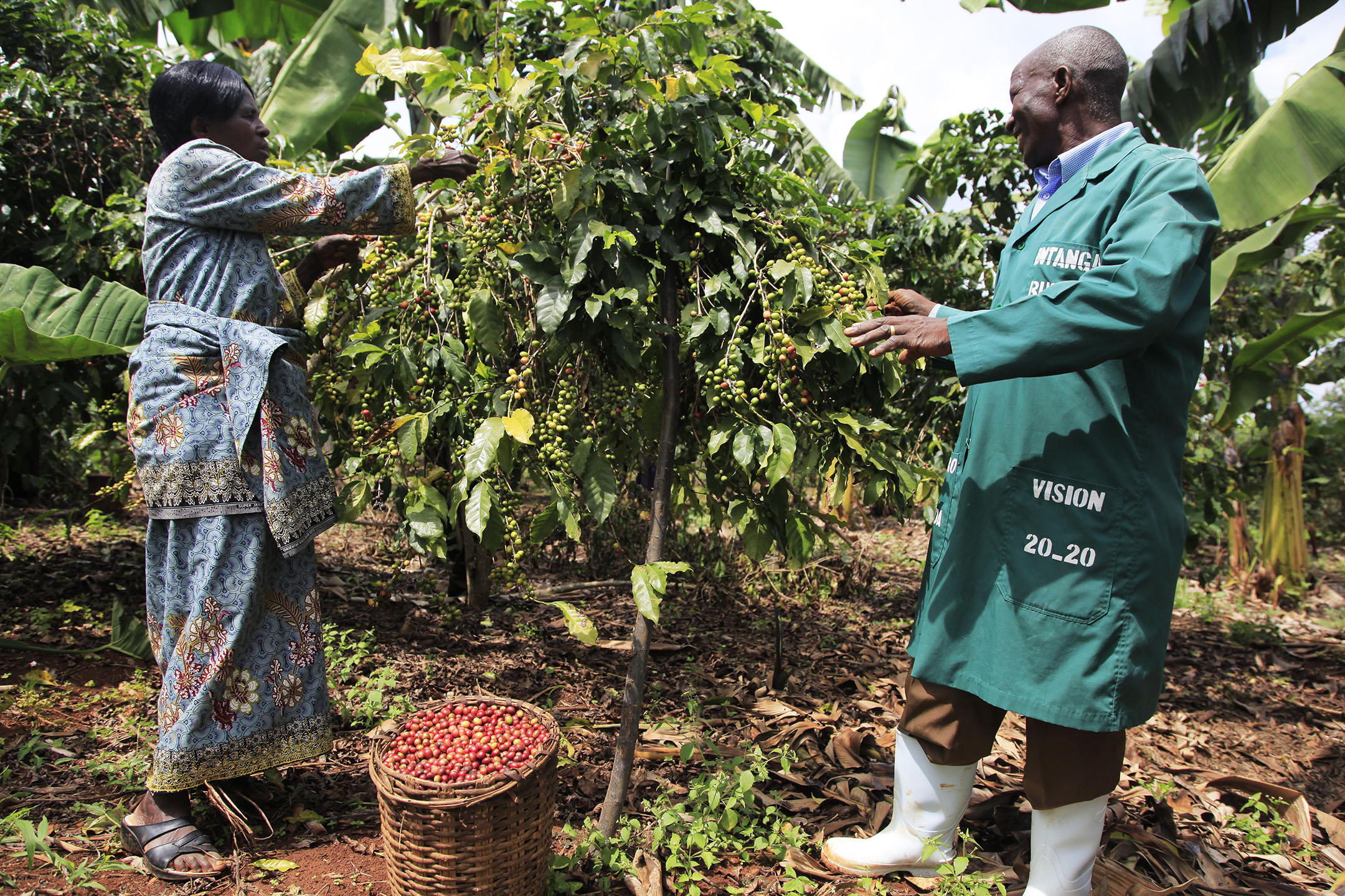 Farmer Evariste Mutibagirana and his wife harvest coffee in their plantation in Karenge Sector in Rwamagana District. Photo: Sam Ngendahimana.