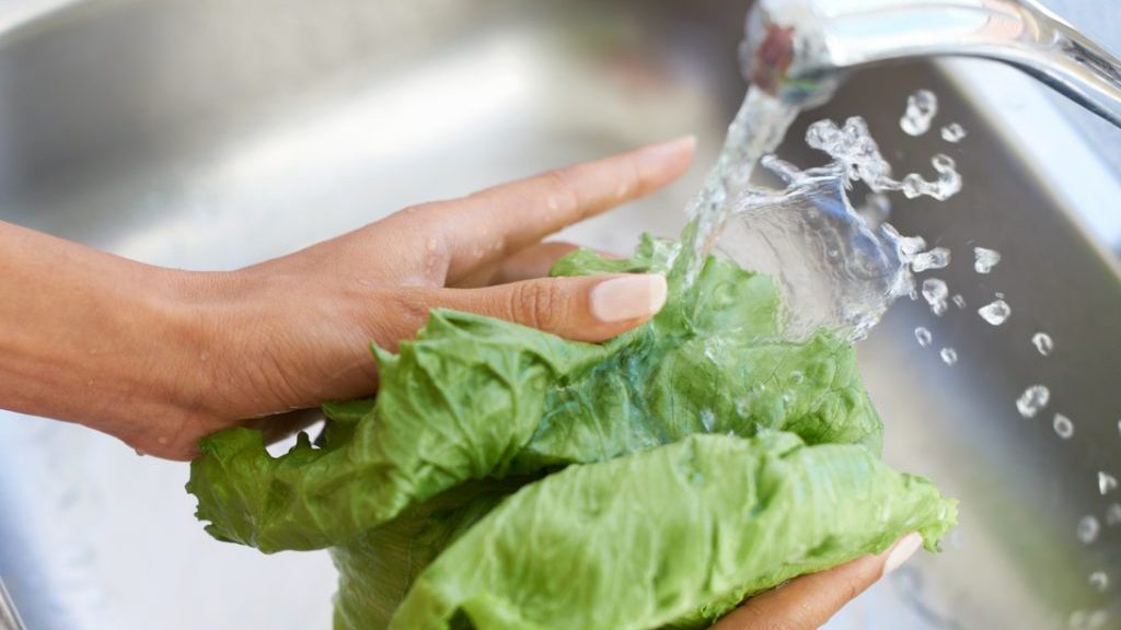 Wash your lettuce thoroughly as it may contain disease-causing pathogens.  Photo/Net