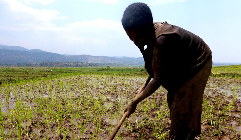 A rice farmer works in rice plantation at Bugarama wetland . File