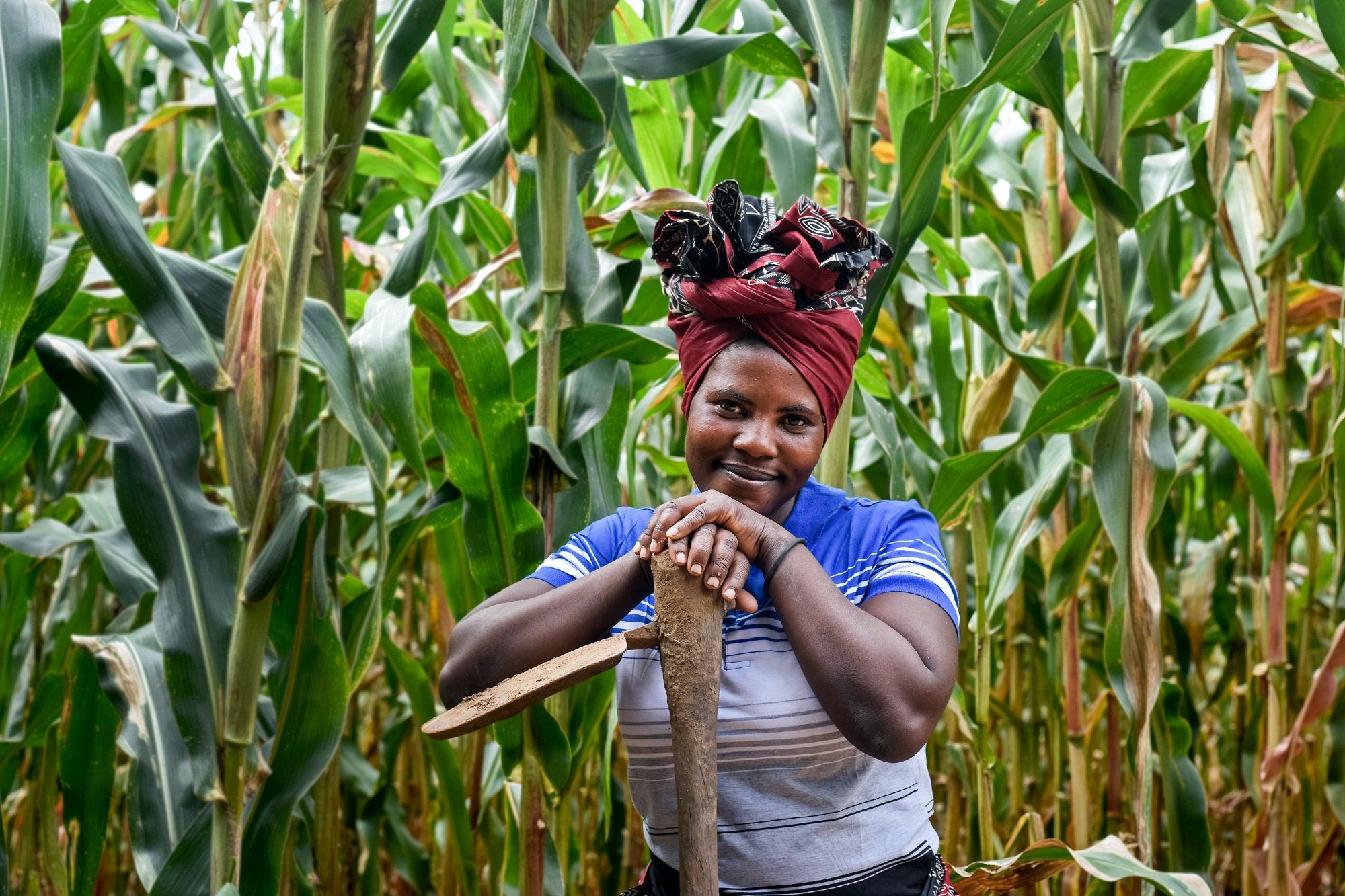 Governments and partners must go back to basics: that African economies and livelihoods are built on agriculture.  Courtesy photo