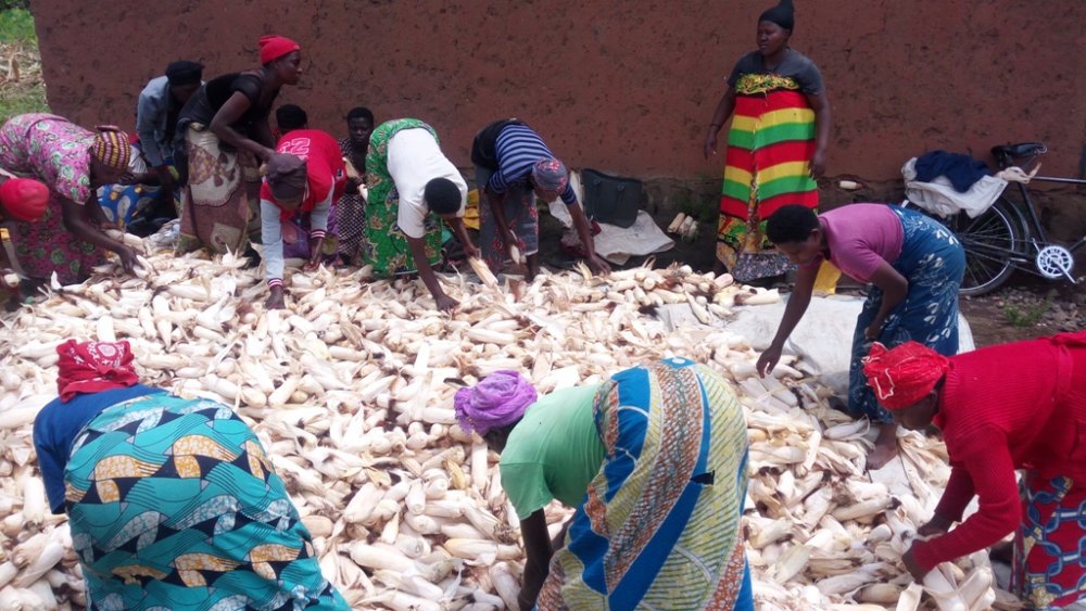 Maize farmers at a collection site of their crops in Kamonyi District.Africa faces challenges in food security due to a number of reasons. 