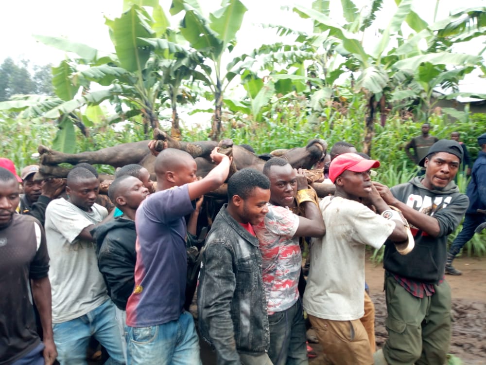 Residents carry a dead  buffalo that had escaped from the Volcanoes National Park  on Saturday, May 28. .It was shot dead  by the police after attacking resident on Sunday  in Muko Sector near Musanze city. Courtesy