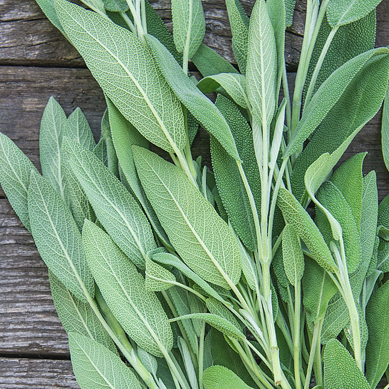 Sage can help reduce or prevent bacterial and viral infections that attack the body through the skin. Photo/ net.