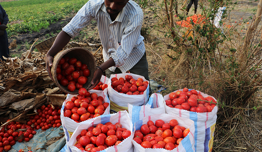 A tomato farmer packages his production for the market. Photo: File.