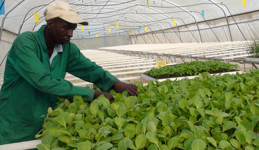A worker sorts some seedlings at Murindi agricultural show in Kigali.During The Forum delegates will also conduct three exploration site visits on priority sectors such as Innovation, Healthcare, and Agribusiness. Courtesy