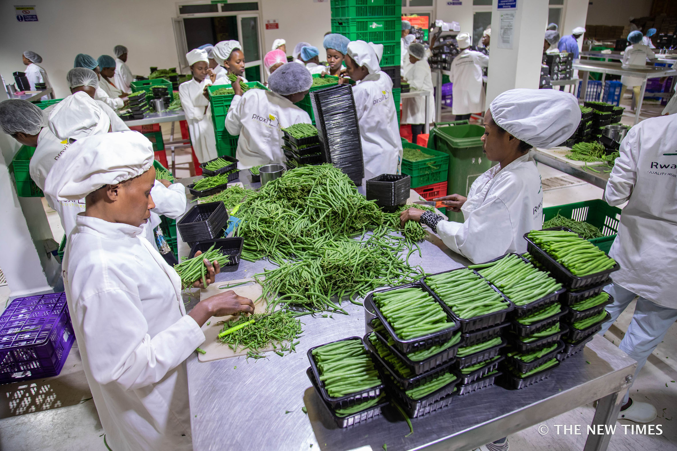 Workers sort green beans for export at NAEB warehouse in Kigali. Agriculture sector output grew by a dismal 1 per cent and contributed 23 per cent to Rwandau2019s Gross Domestic Product (GDP) growth in the first quarter of 2022. Photo: File.