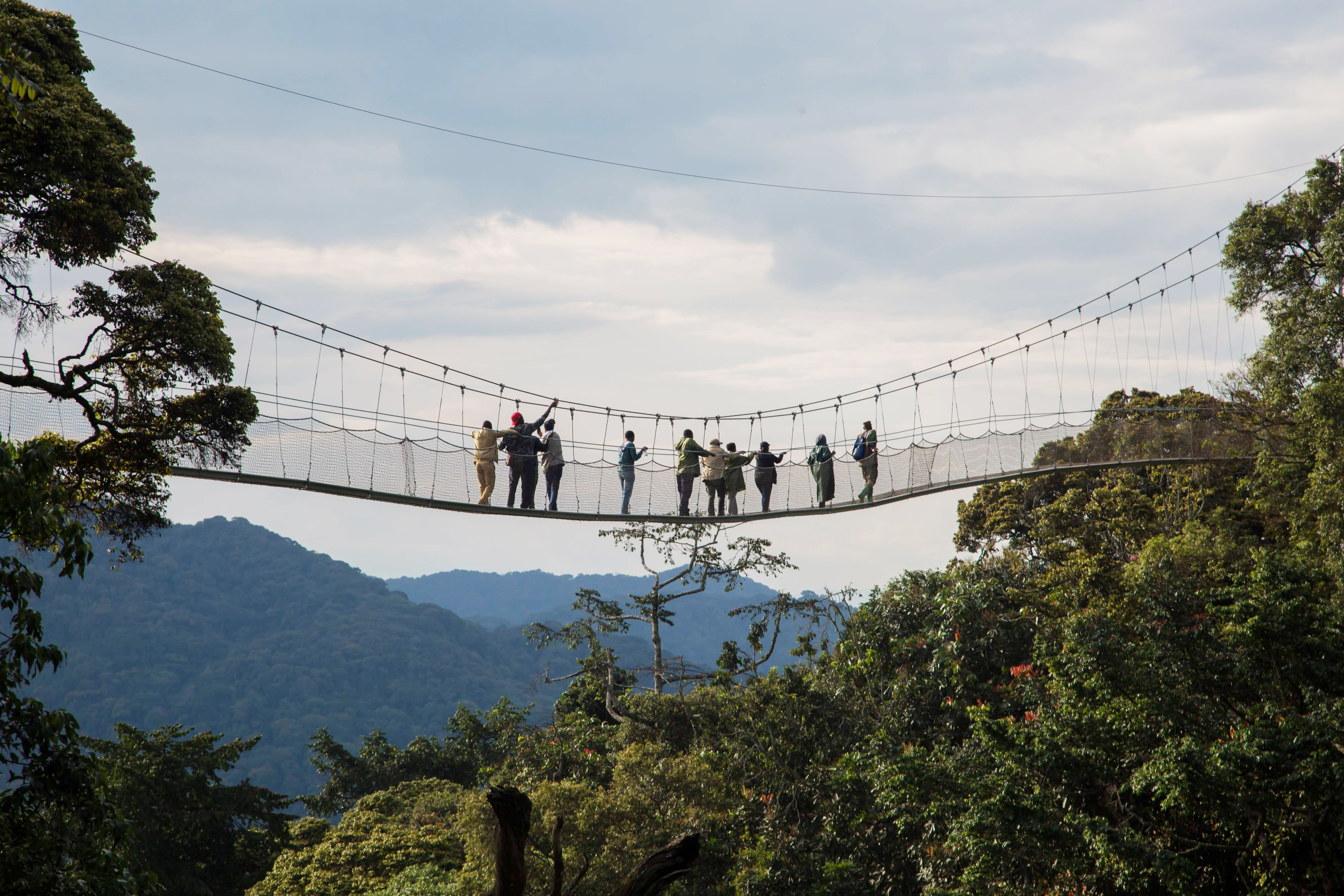 Visitors walk at the Canopy walkway that  slides over the forest up to 60 meters high in Nyungwe Forest National Park. / Sam Ngendahimana