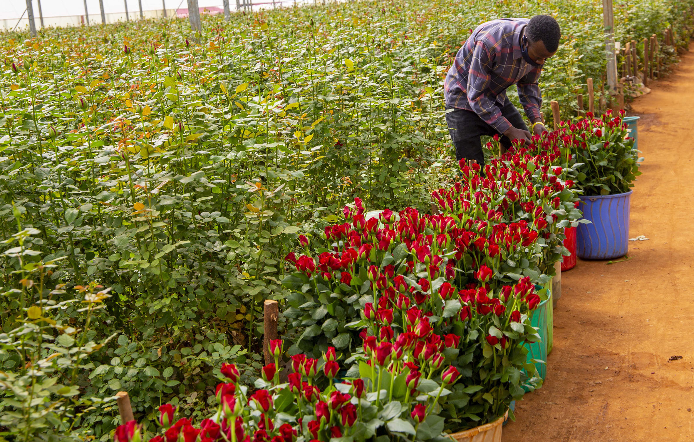 A worker sorts fresh flowers at Bella Flowers farm in Rwamagana on June 19, 2020. Traders who export flowers are among business operators who call for incentives as Netherlands and Rwanda move to boost trade to support the country to realise its ambition of becoming self-reliant. Rwandau2019s trade with the Netherlands stands at US$ 41million as of 2021. Of these, 73 % are imported from the Netherlands while exports represent 27 %. Photo: Courtesy.