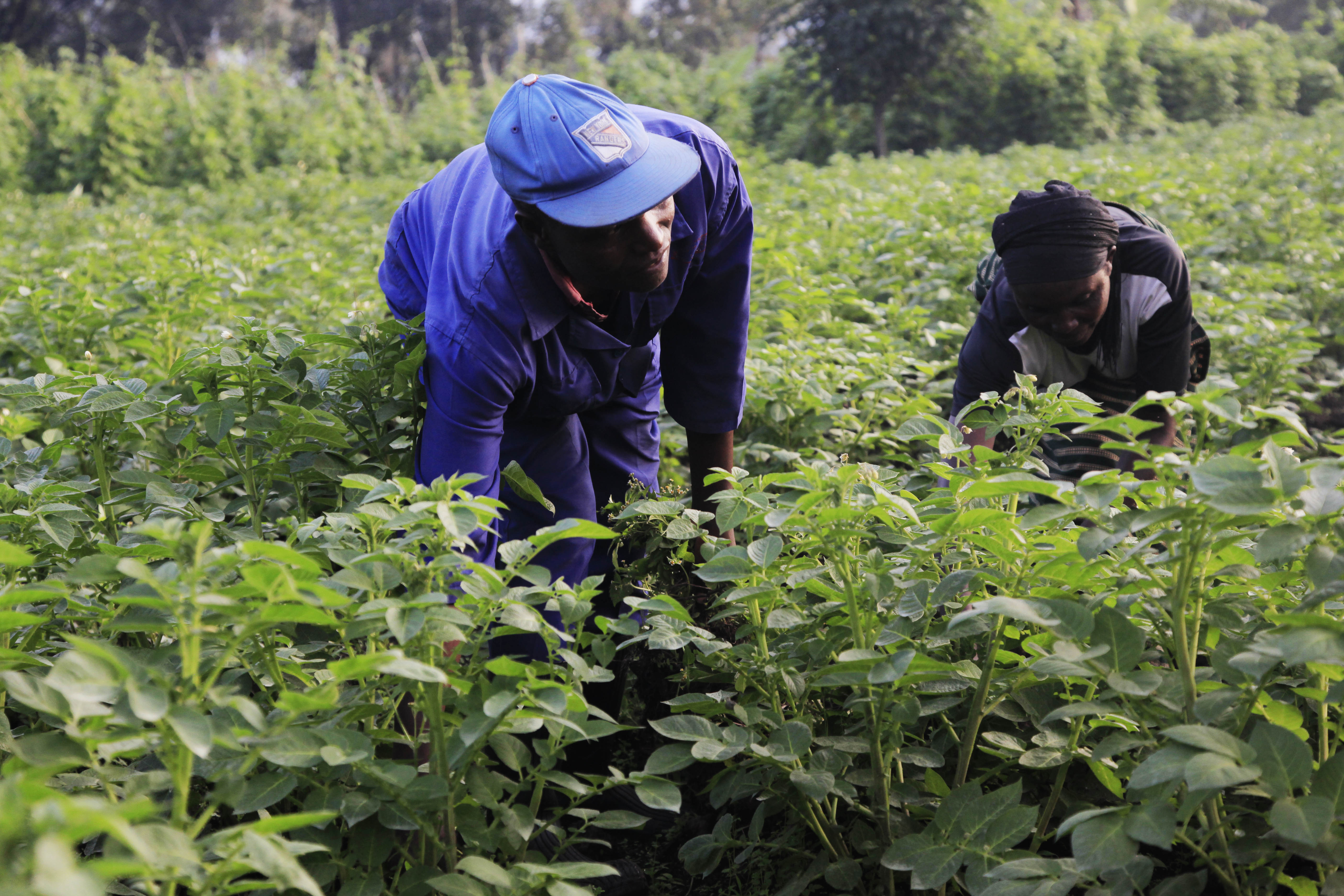 Farmers who are counting losses due to late blight disease welcome the plan to use agricultural biotechnology in developing a resistant crop variety. Photo: Sam Ngendahimana.