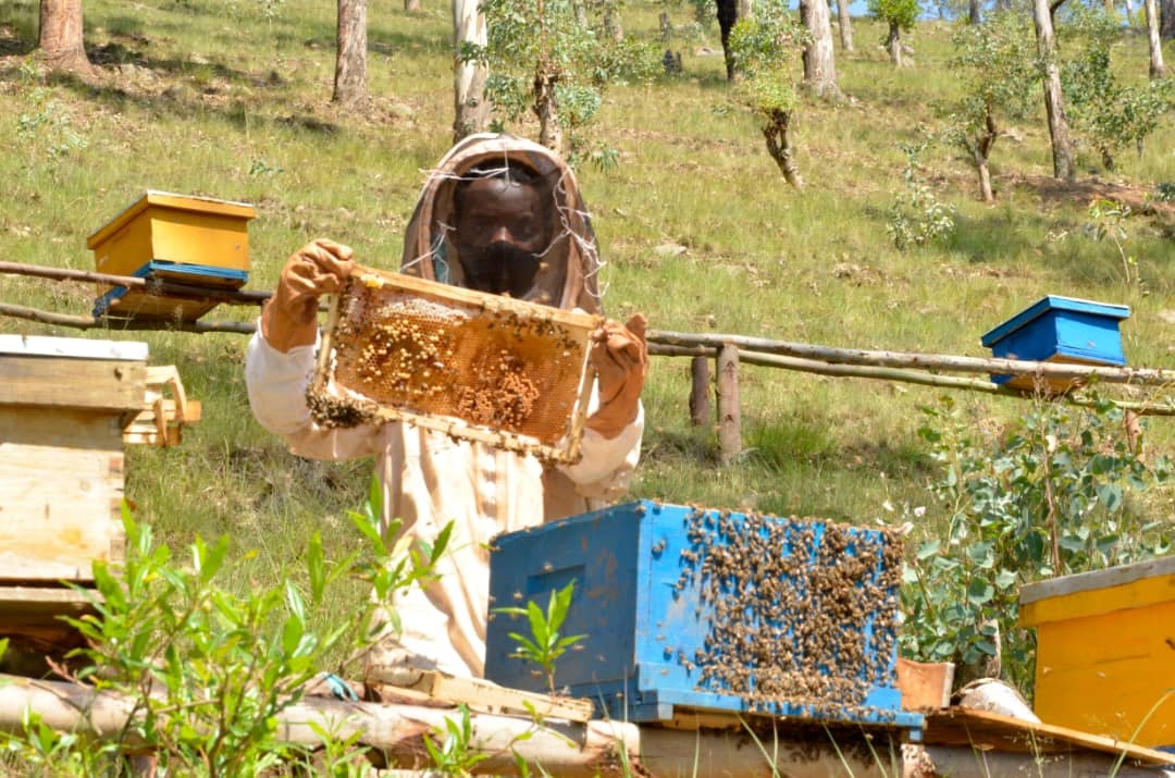Jean de Dieu Kwizera started his business with five beehives, in 2019, but he is now making a fortune while running beekeeping operations in Gasabo and Gisagara districts. / All photos: Courtesy.