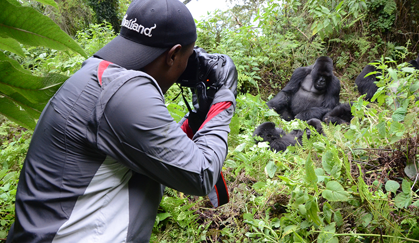 A photographer takes pictures of Susa Group mountain gorillas in Kabatwa Sector in Nyabihu District. Nyabihu District has the biggest part of Volcano National Park geographically. Sam Ngendahimana