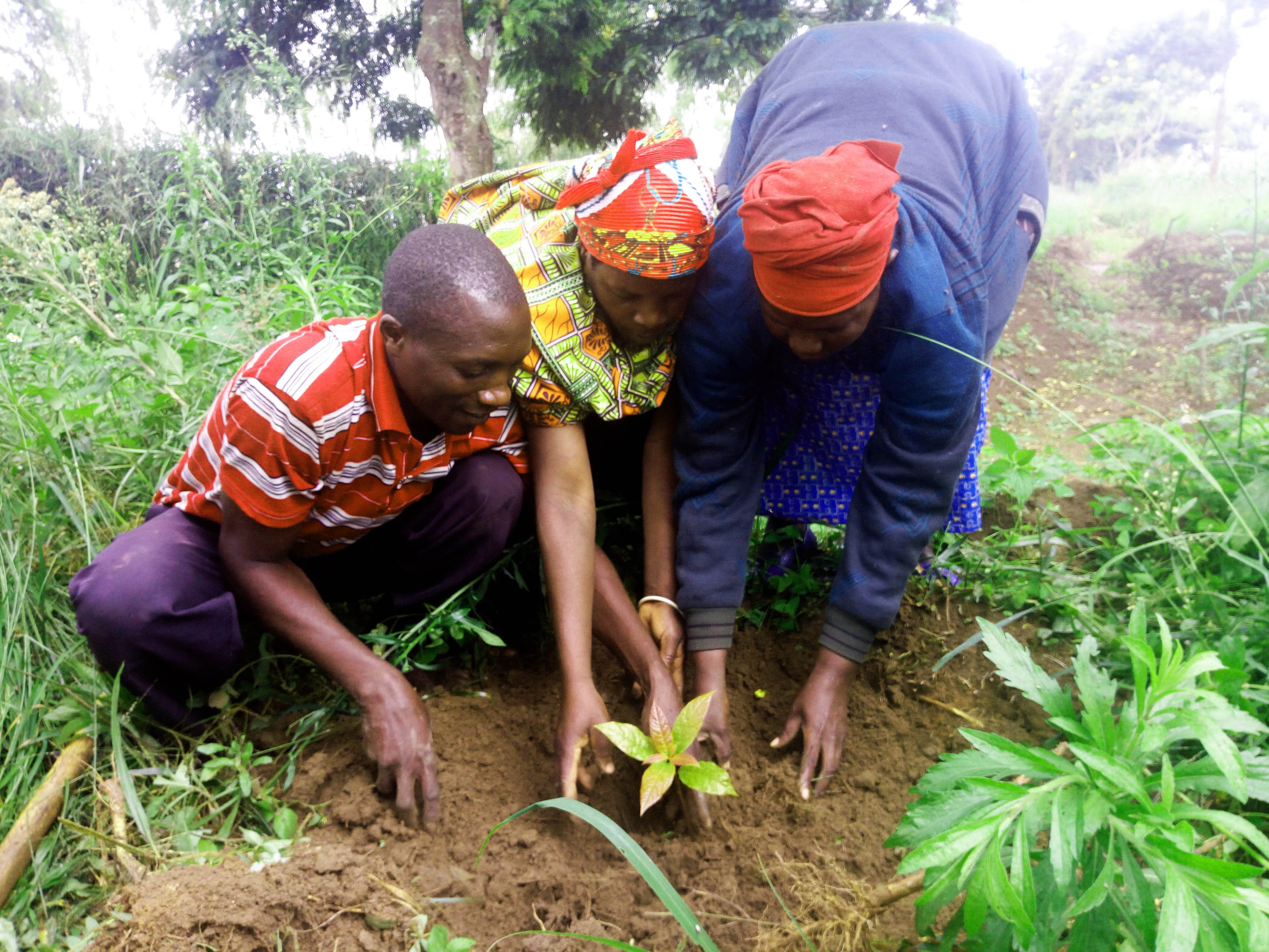 Two women help a man to plant a seedling during a tree planting exercise in Nyagatare District. Planting or nurturing a tree seedling is a good place to start in championing a green economy. Sam Ngendahimana