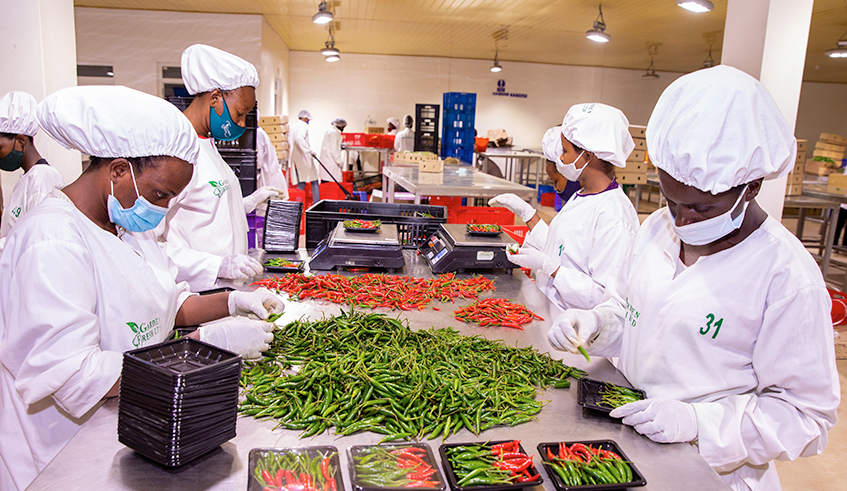 Workers sort fresh chili for export at  NAEB Horticulture Packaging House in Kigali on December 1, 2020. A number of horticulture exporters worry about the increased air shipment fee, revealing that it will affect their businesses.  According to NAEB ,in the fiscal year 2020-2021, Rwandau2019s horticulture exports, vegetables, fruits and flowers  generated over $28.79 million  and  the country targets $130 million from horticulture exports by 2024. File