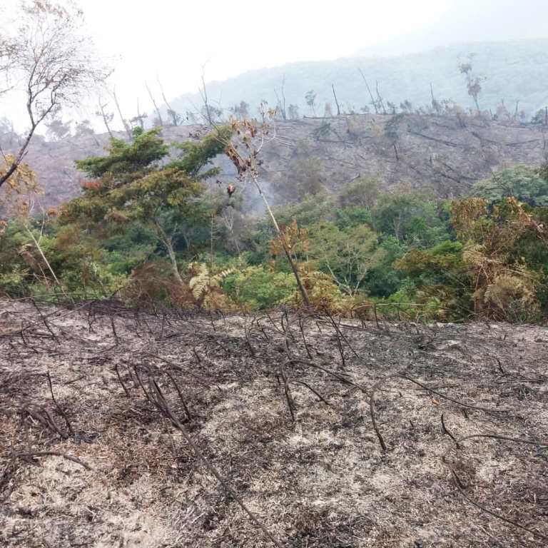 A segment of Nyungwe forest that was affected by wildfire last week. The fire  destroyed at least 21 hectares of Nyungwe Forest in Bweyeye sector, Rusizi district.