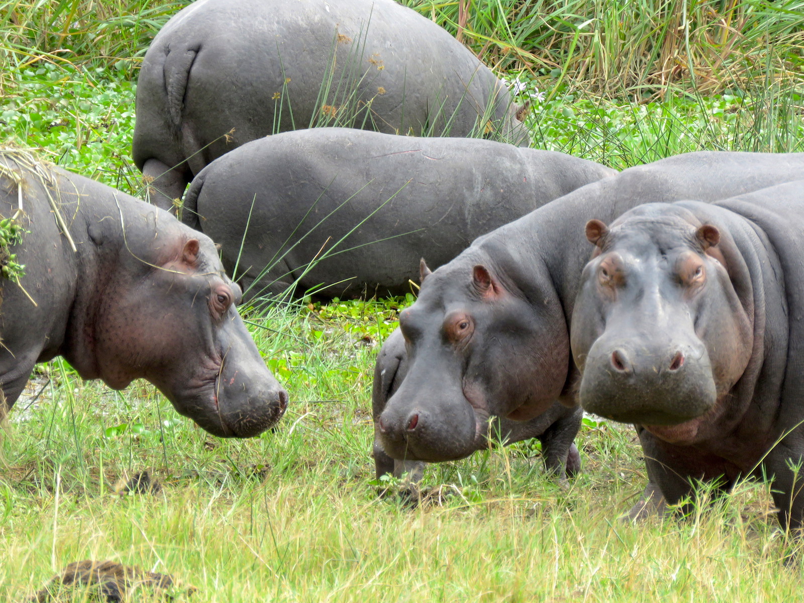 Hippos in Akagera National Park. Ten African countries have proposed that hippopotamus be given the highest protection. Photo: Courtesy.
