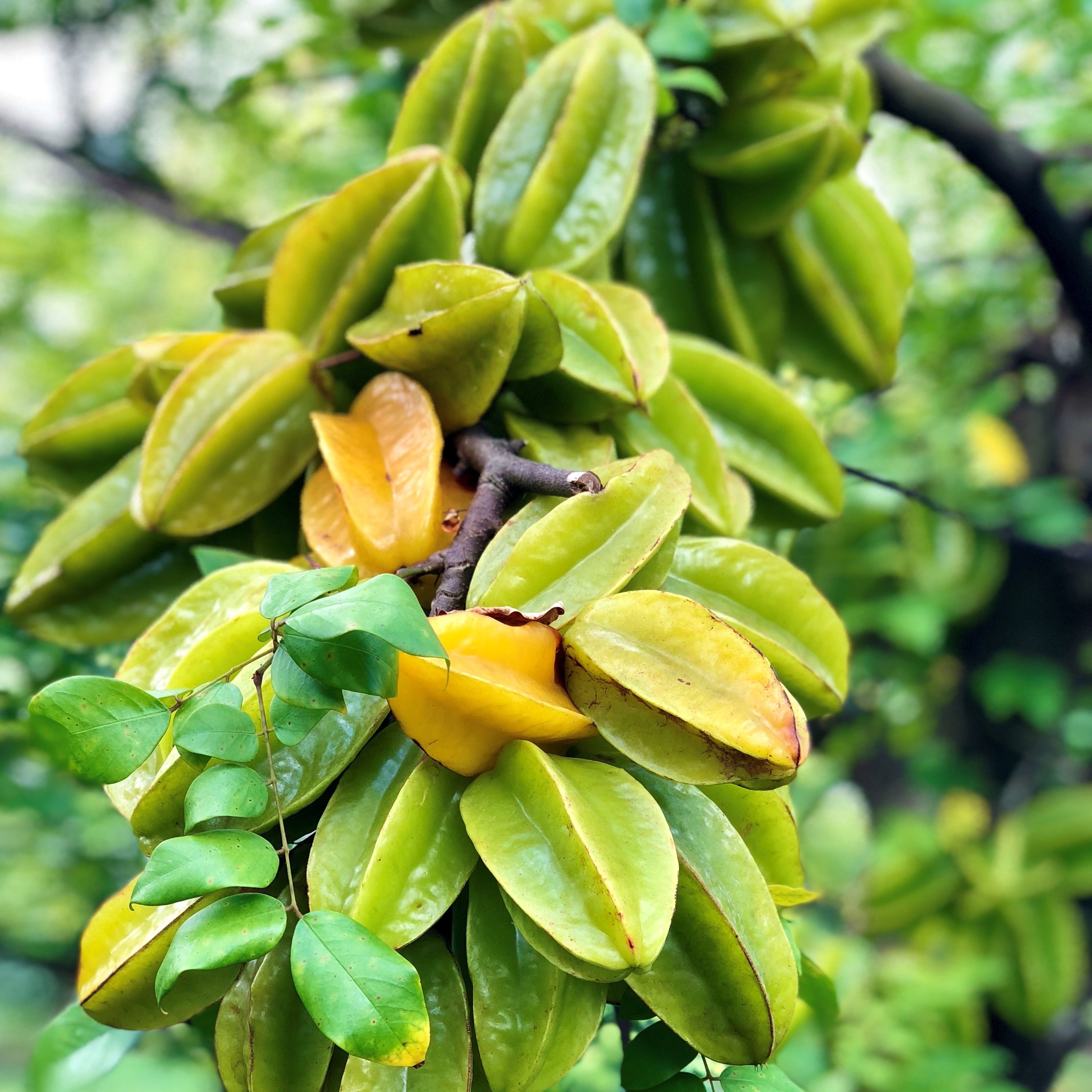Carambolau2019s skin is edible and the flesh has a mild, sour flavour that makes it popular in a number of dishes. Photo/Net