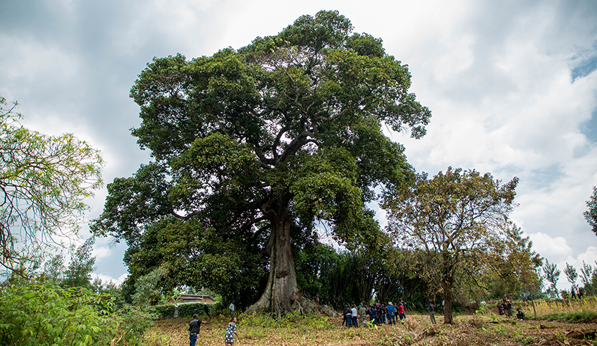 Visitors who come to see  Icubya a beautiful, big, evergreen tree that is  believed to be more than 300 years old. Photo by Dan Nsengiyumva